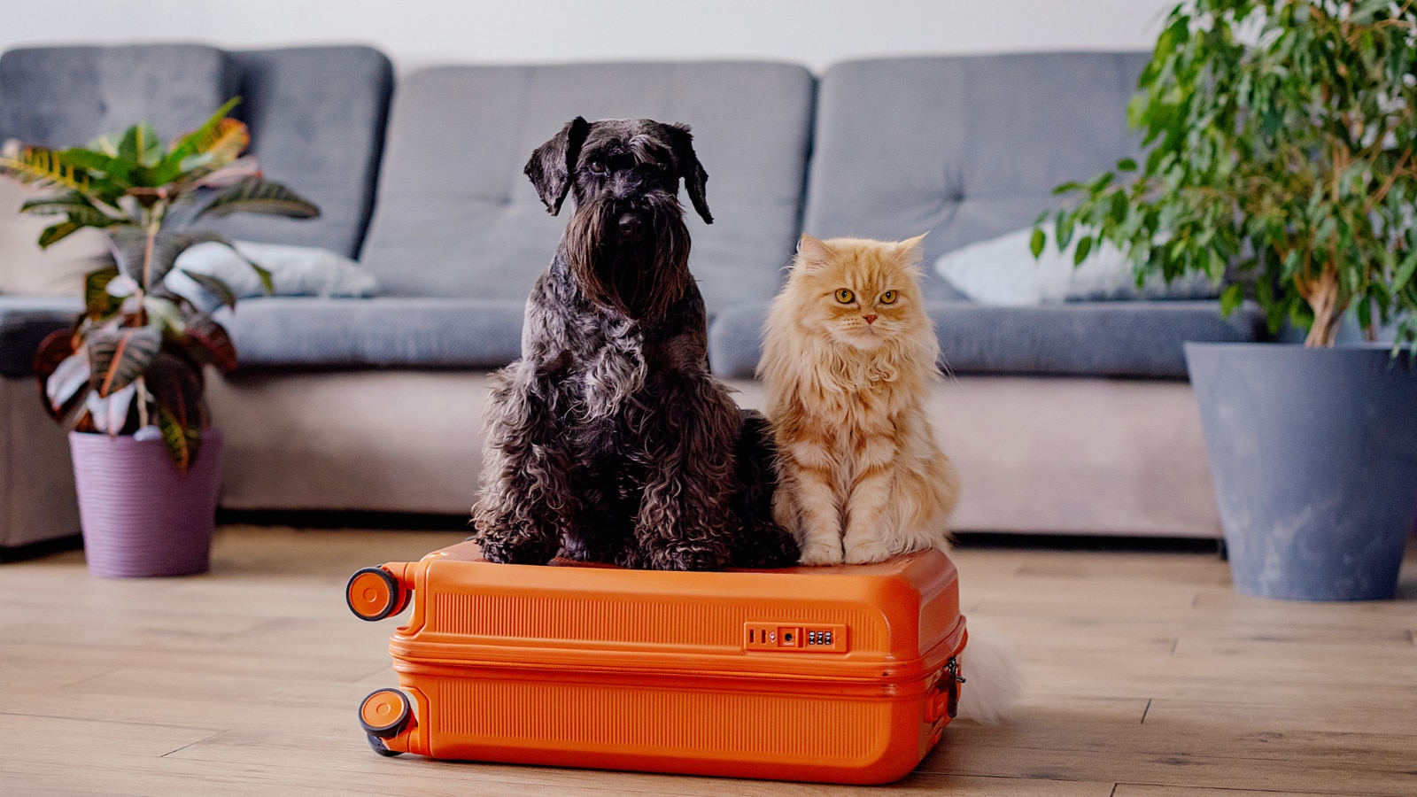 June 16 blog pet dog and cat sitting on orange suit case